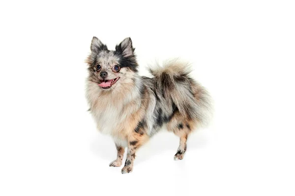 귀여운 모습을 포메라니안 스피츠는 조용하게 고립되어 강아지 보살핌 수의사의 광고용 — 스톡 사진