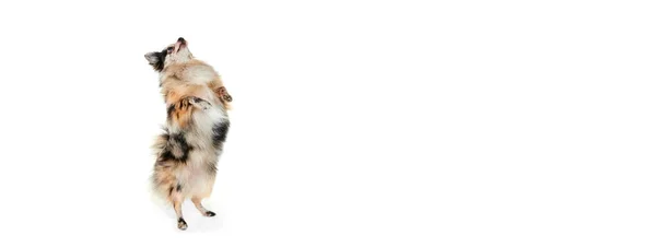 Söpön Pienen Koiran Muotokuva Pomeranian Sylki Joka Seisoo Takajaloillaan Tanssii — kuvapankkivalokuva