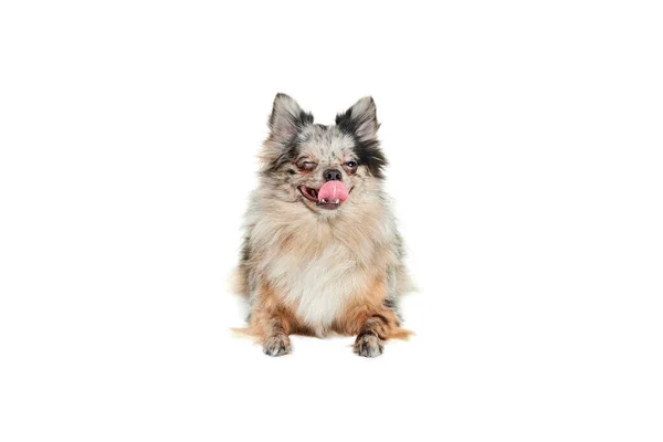 这只可爱的小狗的肖像 波美拉尼亚斯皮茨躺在地板上 舌头伸出 白色背景 很高兴 家养动物的概念 宠物的朋友 广告的复制空间 — 图库照片