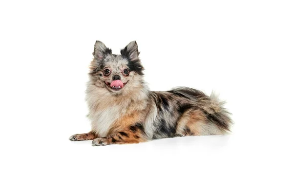 Retrato Lindo Perro Pequeño Pomeranian Spitz Calmadamente Tumbado Suelo Aislado —  Fotos de Stock
