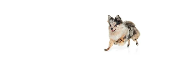 Retrato Lindo Perro Pequeño Pomeranian Spitz Corriendo Juguetonamente Aislado Sobre —  Fotos de Stock
