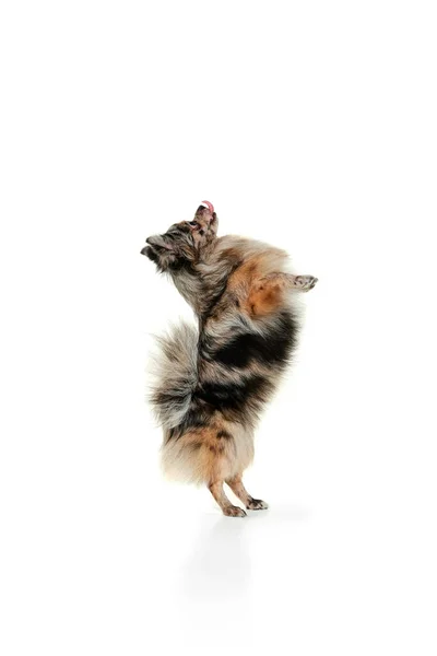 Retrato Cão Pequeno Bonito Spitz Pomerânia Sobre Pernas Traseiras Dançando — Fotografia de Stock