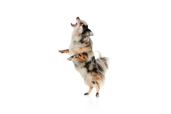 かわいい小さな犬の肖像画 足の後ろに立っているポメラニアのスピッツは 白い背景に隔離されたダンス おもちゃをキャッチ ペットの友人 獣医の概念 広告のコピースペース — ストック写真