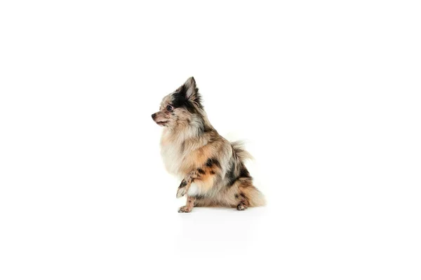 Πορτρέτο Του Χαριτωμένο Μικρό Σκυλί Pomeranian Spitz Κάθεται Πόδι Προς — Φωτογραφία Αρχείου