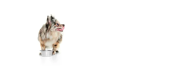 Retrato Lindo Perro Pequeño Pomeranian Spitz Comiendo Aislado Sobre Fondo —  Fotos de Stock
