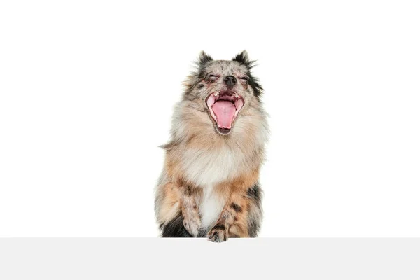 Porträt Eines Niedlichen Kleinen Hundes Pommersche Spitze Isoliert Vor Weißem — Stockfoto