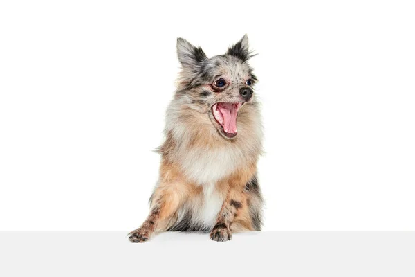 Portrait Cute Small Dog Pomeranian Spitz Isolated White Background Yawning — Stock Photo, Image