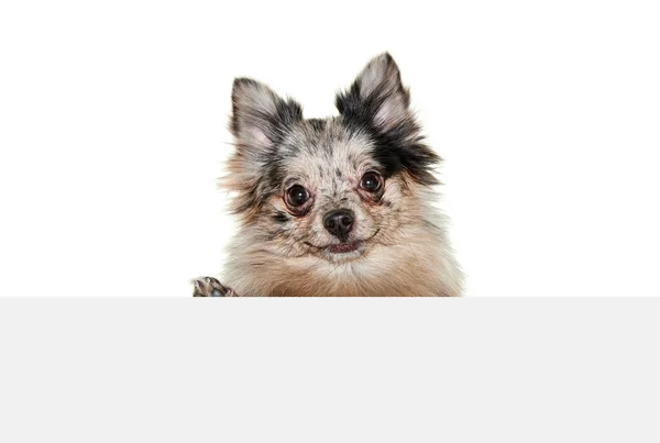 Retrato Cão Pequeno Bonito Spitz Pomerânia Olhando Atentamente Para Câmera — Fotografia de Stock