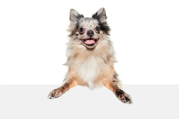 小さな犬の肖像画 ポメラニア語のスピッツ舌を突き出してポーズを取り カメラを白い背景の上に孤立して見てください ペットの友人 獣医の概念 広告のコピースペース — ストック写真