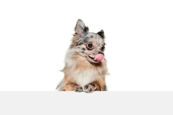 かわいい小さな犬の肖像画 白い背景に隔離された外に突き出た舌を持つポメラニアのスピッツ ペットの友人 獣医の概念 広告のコピースペース — ストック写真