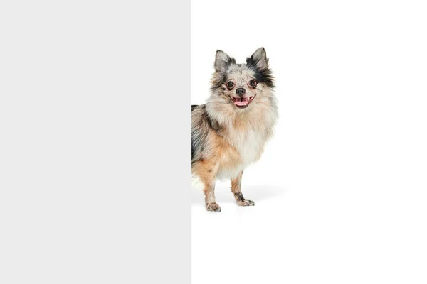 Retrato Lindo Perro Pequeño Pomeranian Spitz Mirando Por Esquina Aislado —  Fotos de Stock