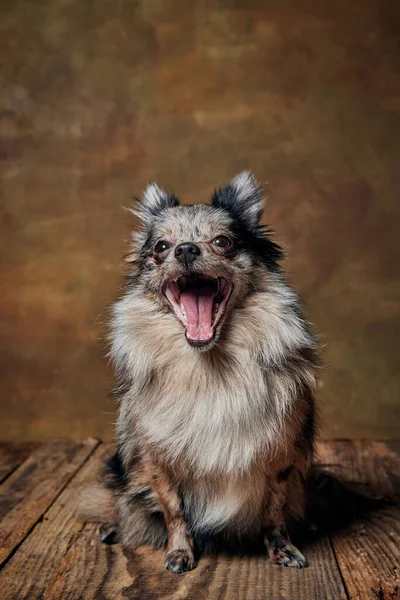 Πορτρέτο Του Χαριτωμένο Μικρό Σκυλί Pomeranian Spitz Συνεδρίαση Και Χασμουρητό — Φωτογραφία Αρχείου