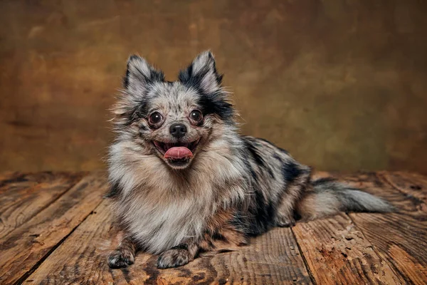 Портрет Милого Малого Собаку Померанський Шпіц Лежачи Язиком Ізольованим Темному — стокове фото