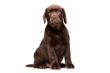 Labrador köpeğinin portresi beyaz stüdyo arka planında sakince poz veriyor. Kahverengi kürk. Hareket, güzellik, veteriner, ırk, evcil hayvan, hayvan hayatı kavramı. İlan için alanı kopyala