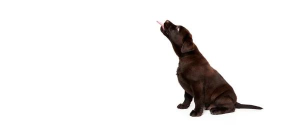 Porträt Des Niedlichen Hundes Labrador Welpe Ruhig Sitzend Mit Herausgestreckter — Stockfoto