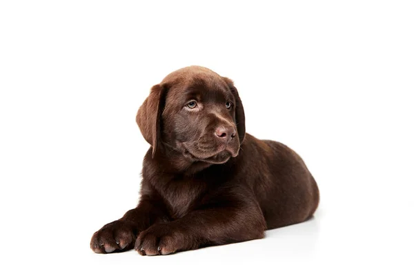 Portret Van Schattige Hond Labrador Puppy Rustig Liggend Vloer Poseren — Stockfoto