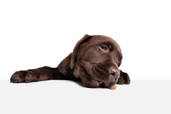 Portrét Roztomilého Psa Labrador Štěně Jíst Jídlo Stolu Izolované Přes — Stock fotografie