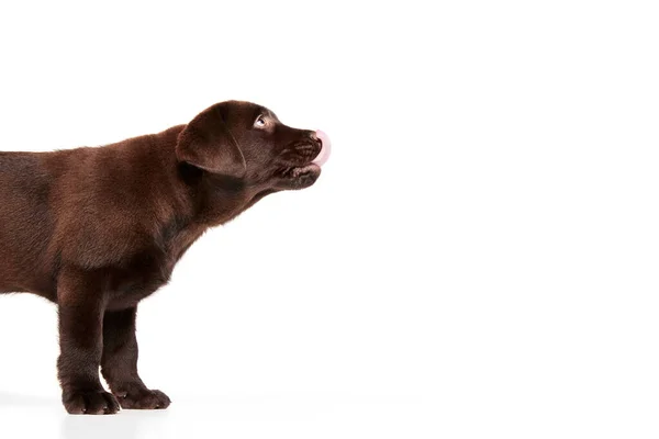 Portret Uroczego Psa Szczeniaczka Labradora Pozującego Językiem Wystającym Białym Tle — Zdjęcie stockowe