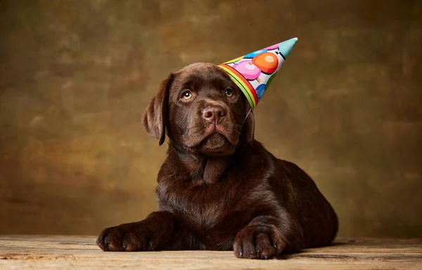 Portret Uroczego Psa Szczeniaczka Labradora Pozującego Czapce Urodzinowej Odizolowanego Tle — Zdjęcie stockowe