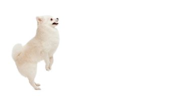 Hareket kavramı, evcil köpek, veteriner, ırk, safkan hayvan. İlan için alanı kopyala