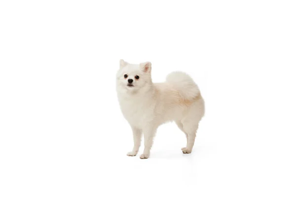 Πορτρέτο Του Χαριτωμένο Λευκό Pomeranian Spitz Θέτουν Ήρεμα Στέκεται Απομονωμένη — Φωτογραφία Αρχείου