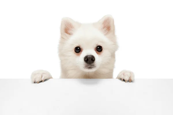 Portrét Roztomilé Bílé Pomeranian Spitz Pózování Vykukující Stolu Vypadající Izolovaně — Stock fotografie