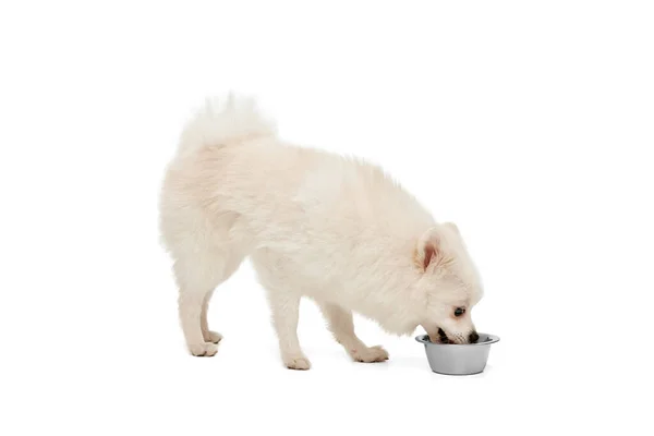 可爱的白色波美拉尼亚斯皮茨的肖像 在白色的工作室背景上吃孤立的食物 宠物的食物 运动的概念 纯种动物 广告的复制空间 — 图库照片
