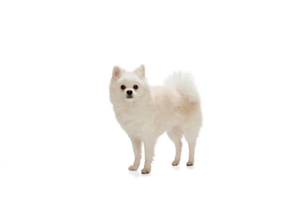 Retrato Spitz Pomeranian Branco Bonito Com Pele Cor Cremosa Olhando — Fotografia de Stock