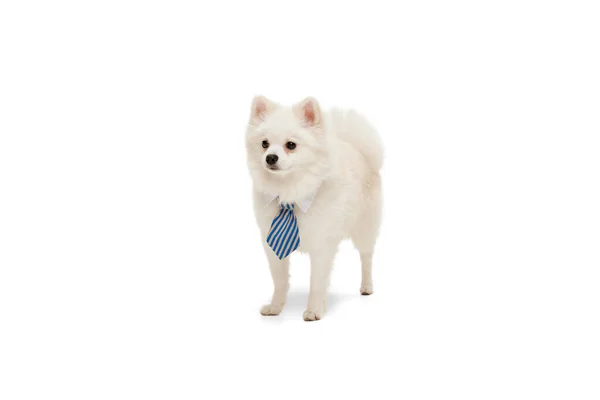 Πορτρέτο Του Χαριτωμένο Λευκό Pomeranian Spitz Ποζάρουν Μια Γραβάτα Απομονώνονται — Φωτογραφία Αρχείου