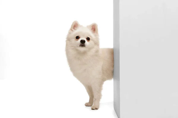 白いスタジオの背景に隔離された隅を覗いて 可愛い白いポメラニアのスピッツポーズの肖像画 動きの概念 国内犬 純血動物 広告のコピースペース — ストック写真