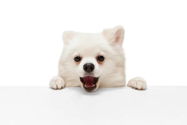Retrato Bonito Branco Pomeranian Spitz Posando Mesa Bocejo Isolado Sobre — Fotografia de Stock