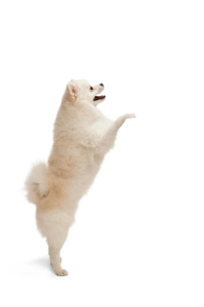 白いスタジオの背景に隔離されたダンスや後ろ足に立って 可愛い白いポメラニアのスピッツポーズの肖像画 動きの概念 国内犬 純血動物 広告のコピースペース — ストック写真