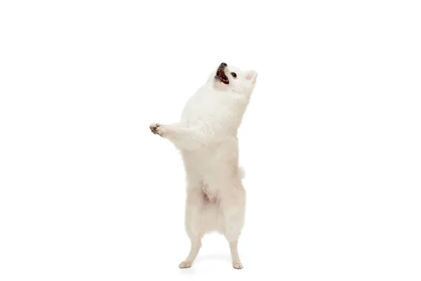 Portrét Roztomilé Bílé Pomeranian Spitz Pózování Stojí Zadních Nohou Izolovaných — Stock fotografie