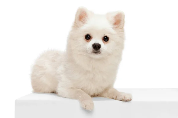 白いスタジオの背景に隔離されたカメラを静かに横になって見て ポーズをとってかわいい白いポメラニアのスピッツの肖像画 動きの概念 国内犬 純血動物 広告のコピースペース — ストック写真