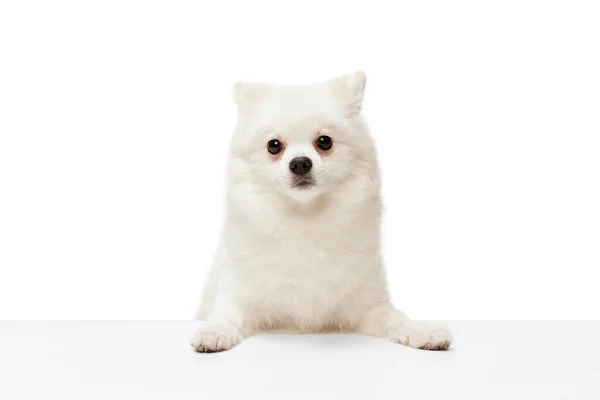 Portrait Cute White Pomeranian Spitz Posing Peeking Out Table Isolated — Stock Photo, Image
