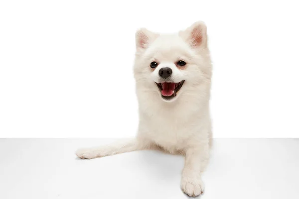 白いスタジオの背景に隔離されたテーブルと笑顔を見ながら 可愛い白いポメラニアのスピッツポーズの肖像画 動きの概念 国内犬 純血動物 広告のコピースペース — ストック写真