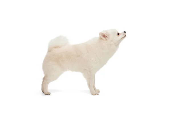 Portrait Cute White Pomeranian Spitz Posing Curiously Sniffing Isolated White — Stock Photo, Image