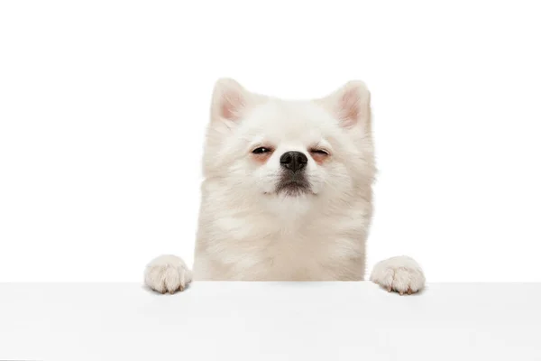 Retrato Bonito Branco Pomeranian Spitz Posando Com Focinho Engraçado Isolado — Fotografia de Stock