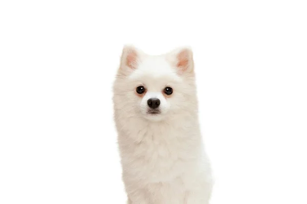 Retrato Bonito Branco Pomeranian Spitz Posando Olhando Para Câmera Isolada — Fotografia de Stock