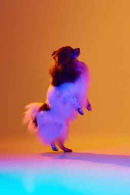 Portrait of purebreed doggy, fluffy Pomeranian Spitz dog posing over colored background in neon light. Concept of animal health, beauty, vet, ad. Pet looks delighted, happy