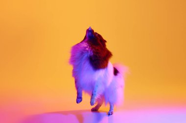 Studio shot of adorable groomed fluffy Pomeranian Spitz dog posing over colored background in neon light. Concept of animal health, beauty, vet, ad. Pet looks delighted, happy