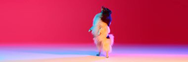 Cute little white-brown Spitz dog, charming pet posing at studio over background in neon light. Looks happy and delighted. Animal theme footage. Banner with copy spcae for ad