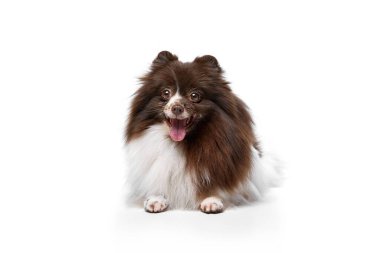 Sweet pet. Portrait of happy Pomeranian spitz dog isolated over white studio background. Concept of beauty, animal health, vet, action and motion. Copy space for ad