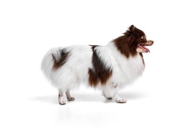 Profile view of pet. Portrait of happy Pomeranian spitz dog isolated over white studio background. Concept of beauty, animal health, vet, action and motion. Copy space for ad