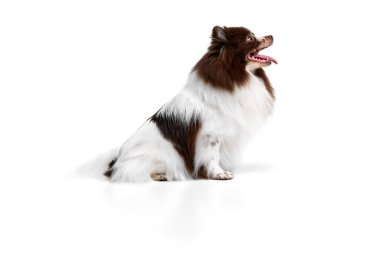 Portrait of happy Pomeranian spitz dog sitting and looking up isolated over white background. Concept of beauty, animal health, vet, action and motion. Copy space for ad