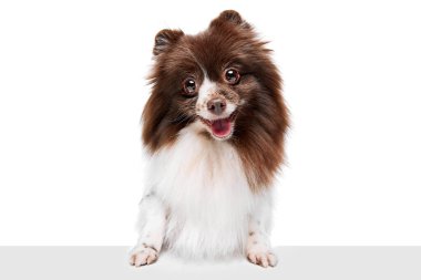 Sweet pet. Portrait of happy Pomeranian spitz dog isolated over white studio background. Concept of beauty, animal health, vet, action and motion. Copy space for ad