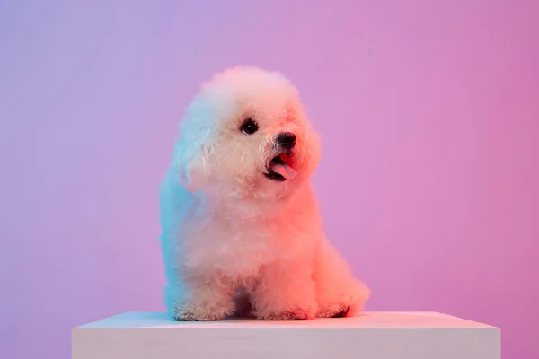 Portrait of fluffy charming dog bichon frize posing over lilac color background in neon light filter. Dog before grooming. Friend, love, care and animal health concept. Pet looks delighted