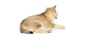 Back view of small dog, cute beautiful Malamute puppy posing isolated over white background. Pet looks healthy and groomed. Concept of care, love, animal life. Copy space for ad