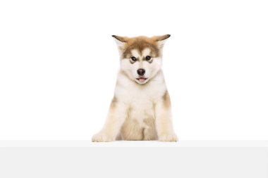 One little dog, cute beautiful Malamute puppy posing isolated over white background. Pet looks healthy and happy. Concept of care, love, animal life. Copy space for ad