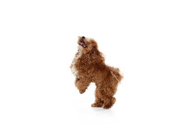 Cute red-brown poodle dog looking up over white studio background. Pet looks happy, healthy and groomed. Concept of animal care, vet, fashion, active lifestyle. Copy space for ad